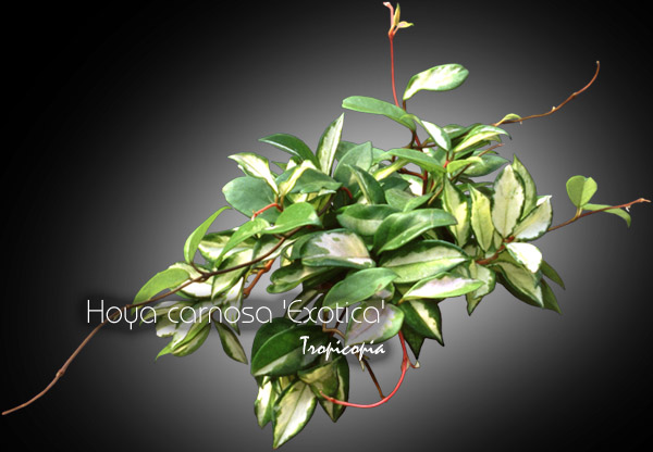 Suspendue - Hoya carnosa Exotica - Hoya cireux - Wax plant